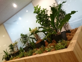 【SYNTHビジネスセンター近鉄四日市】植栽でリラックス～緑溢れるオフィス～