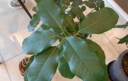 【SYNTHビジネスセンター近鉄四日市】小さい春